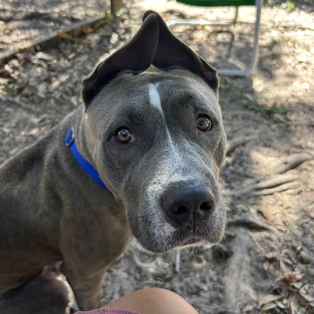 Enlarge Hondo, a Adoptable Pit Bull Terrier in Richmond, VA image 4/6