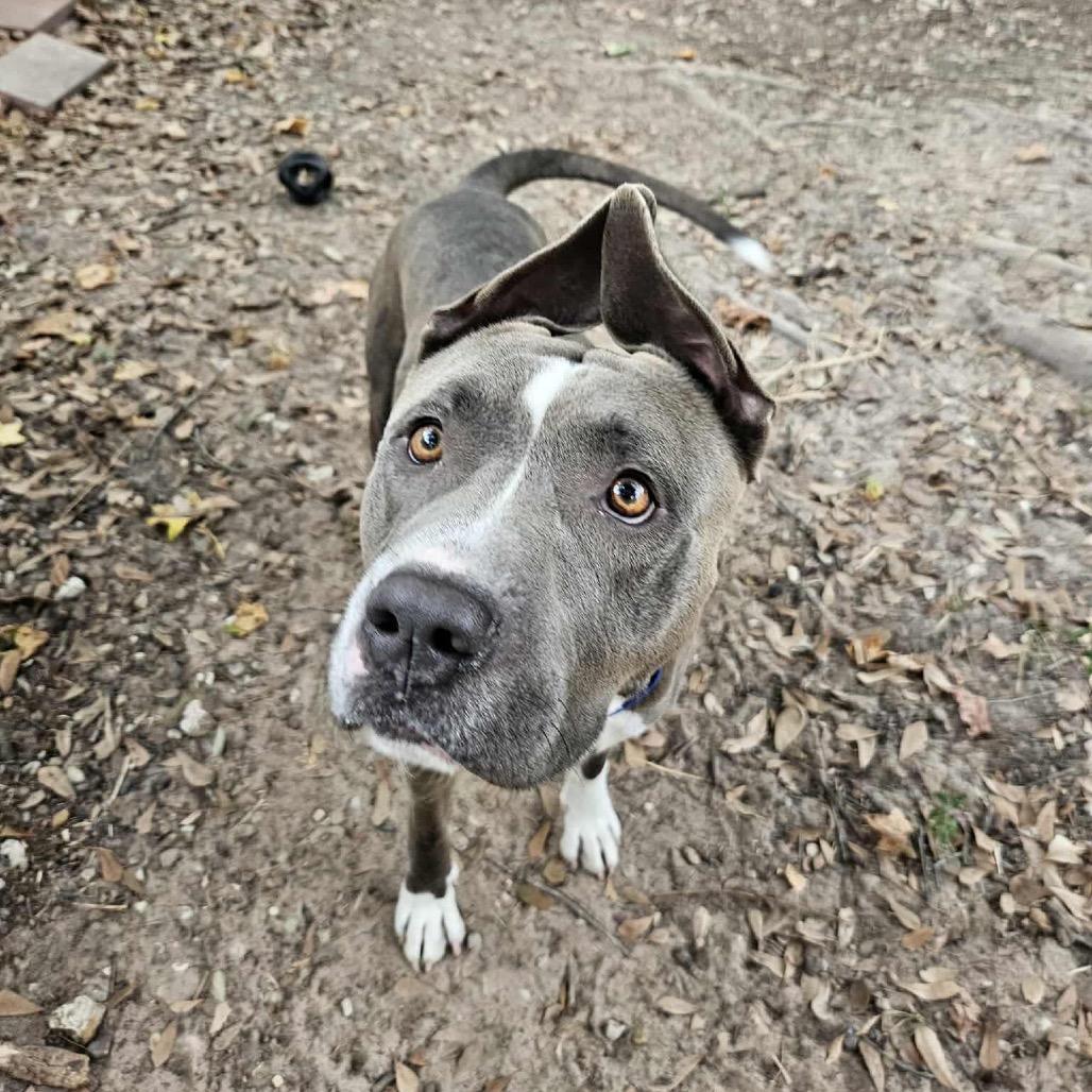 Enlarge Hondo, a Adoptable Pit Bull Terrier in Richmond, VA image 5/6