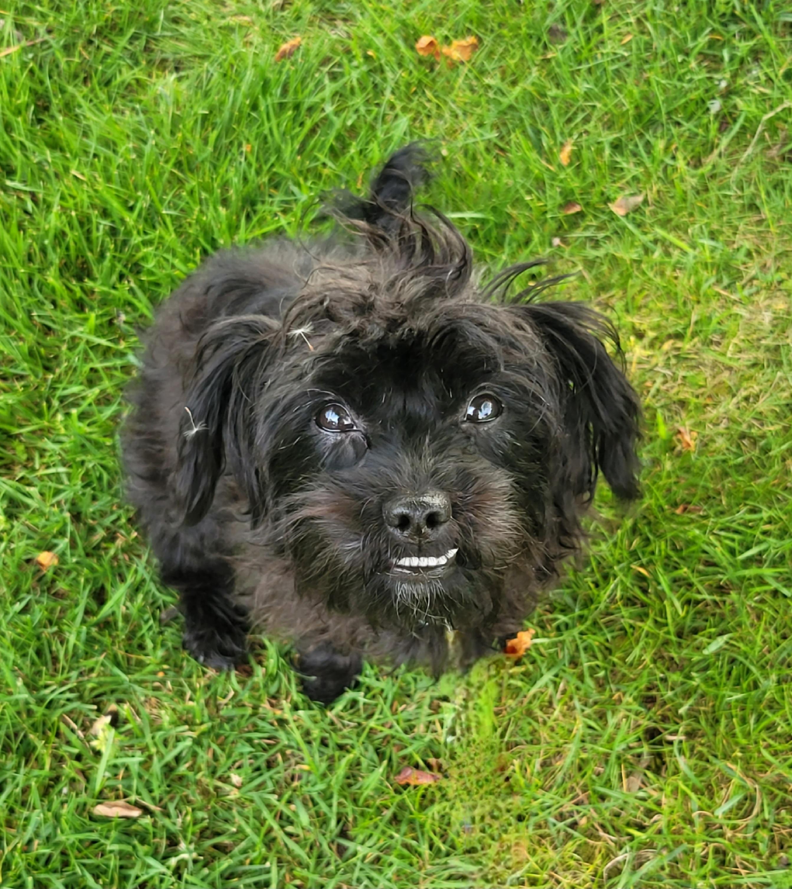 Ella, ADOPTABLE, Young Female Maltese & Miniature Poodle.