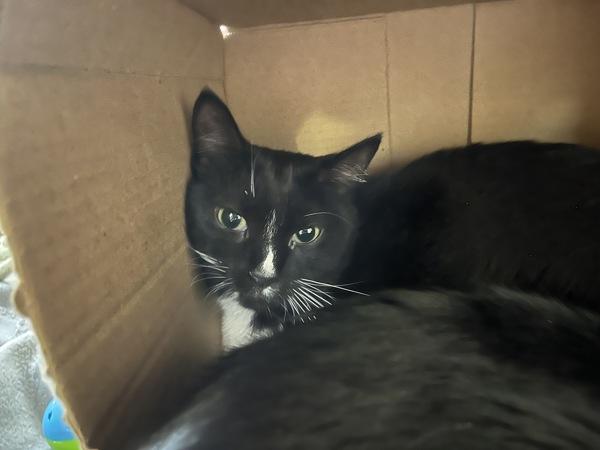 Tucker, Adoptable, Adult Female Domestic Short Hair.