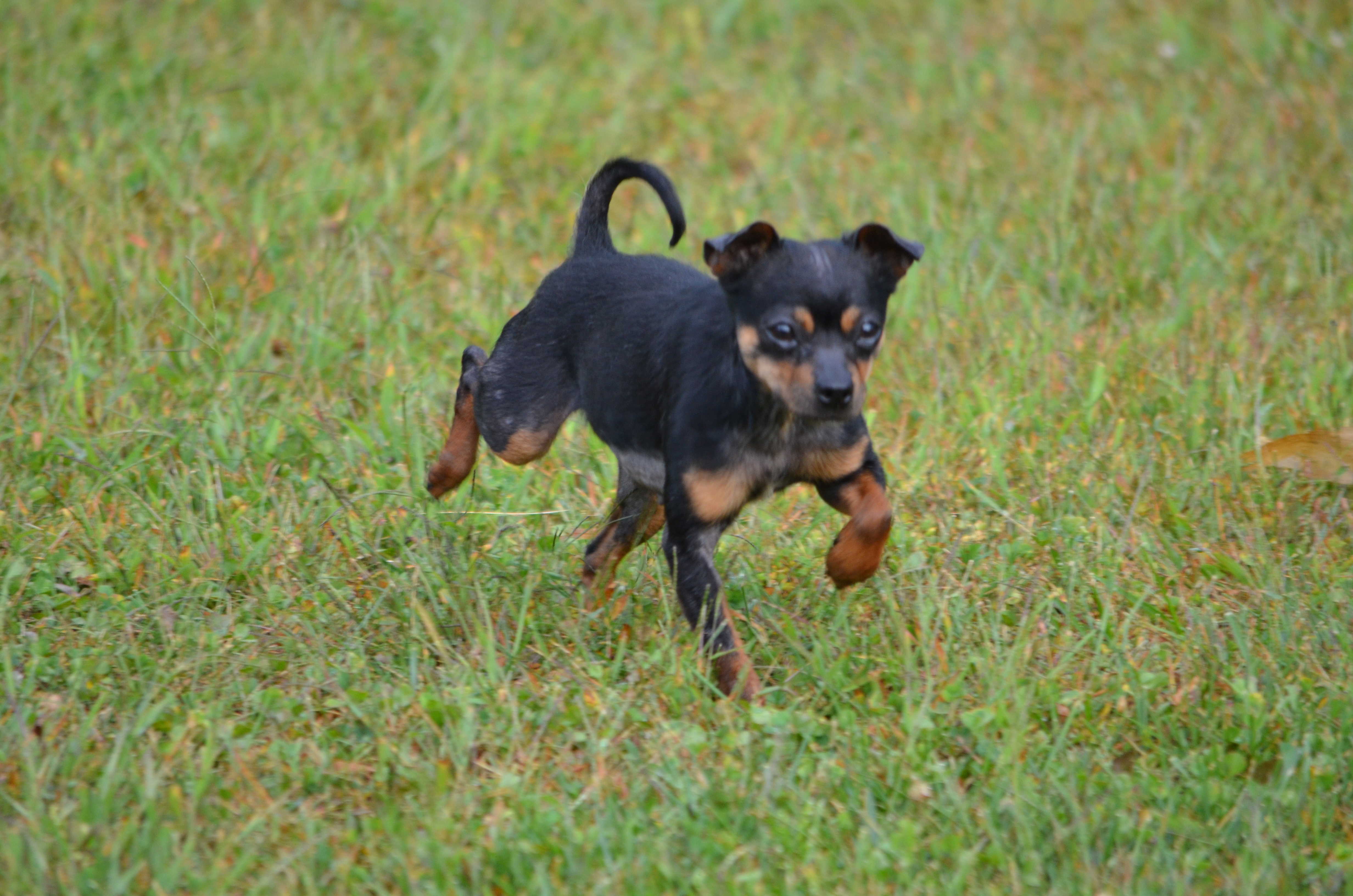 Pippi, Adopted, Adult Female Miniature Pinscher.