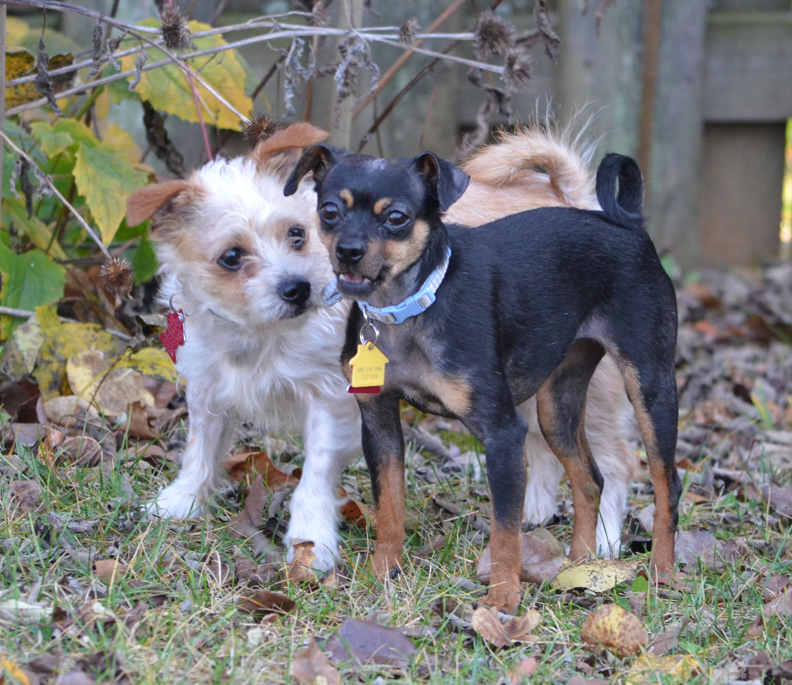 Enlarge Pippi, a Adopted Miniature Pinscher in Bloomington, IN image 3/6