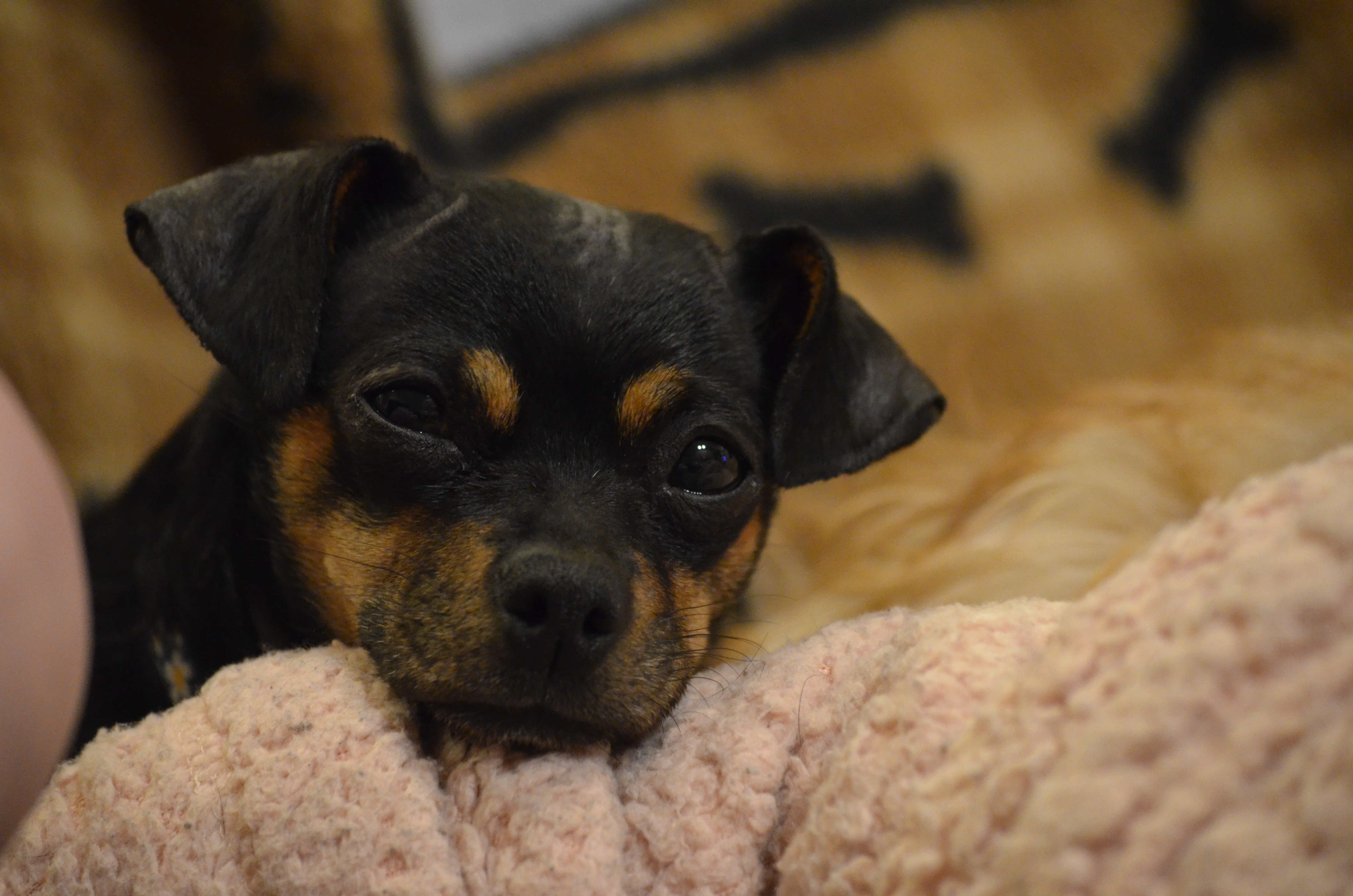 Enlarge Pippi, a Adopted Miniature Pinscher in Bloomington, IN image 6/6