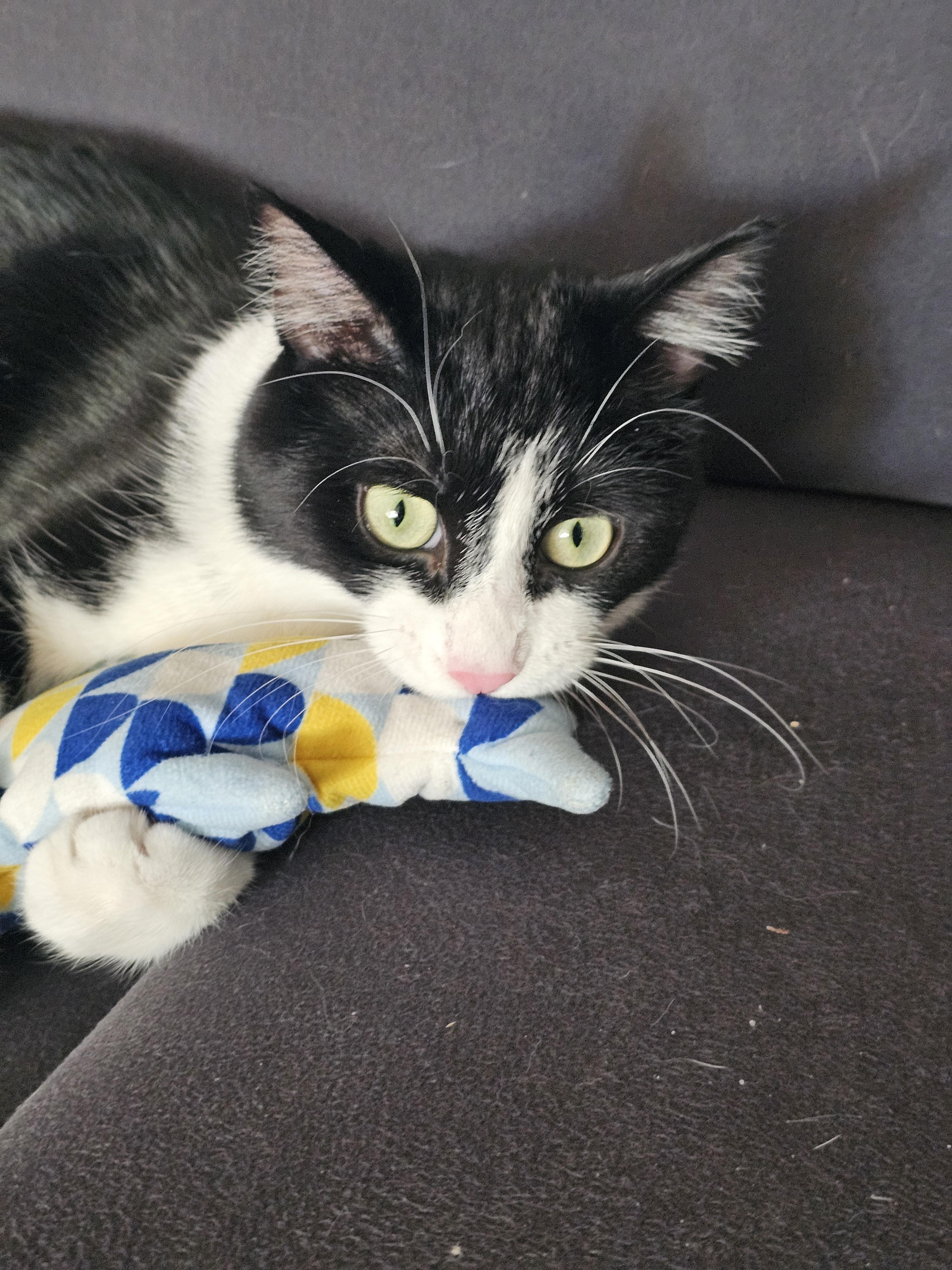 Enlarge Meow Mix, a ADOPTABLE Domestic Short Hair in Toronto, ON image 4/6