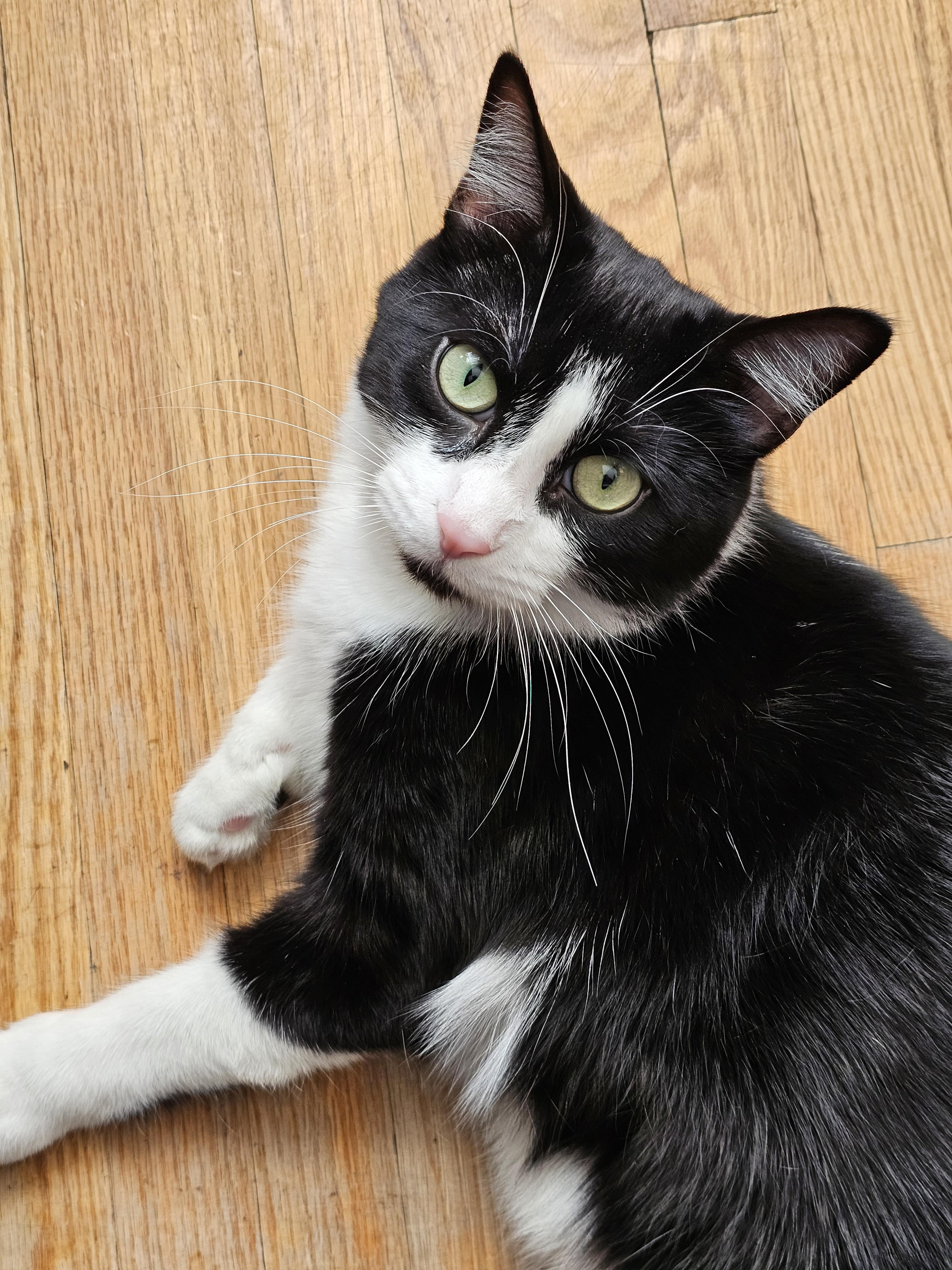 Enlarge Meow Mix, a ADOPTABLE Domestic Short Hair in Toronto, ON image 5/6