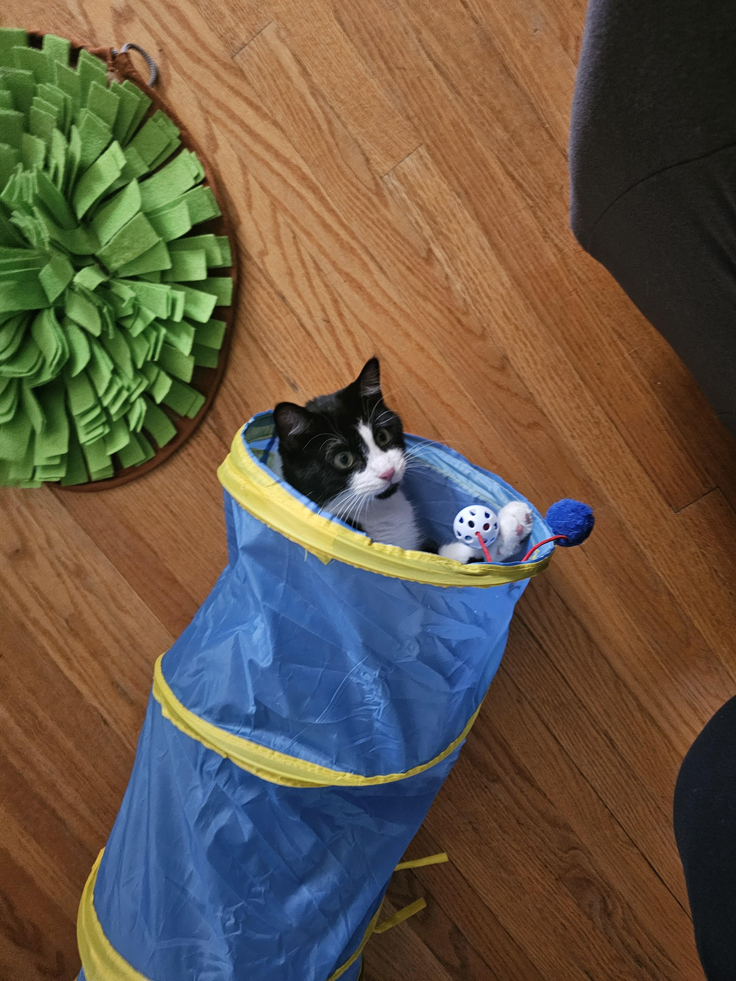 Enlarge Meow Mix, a ADOPTABLE Domestic Short Hair in Toronto, ON image 6/6