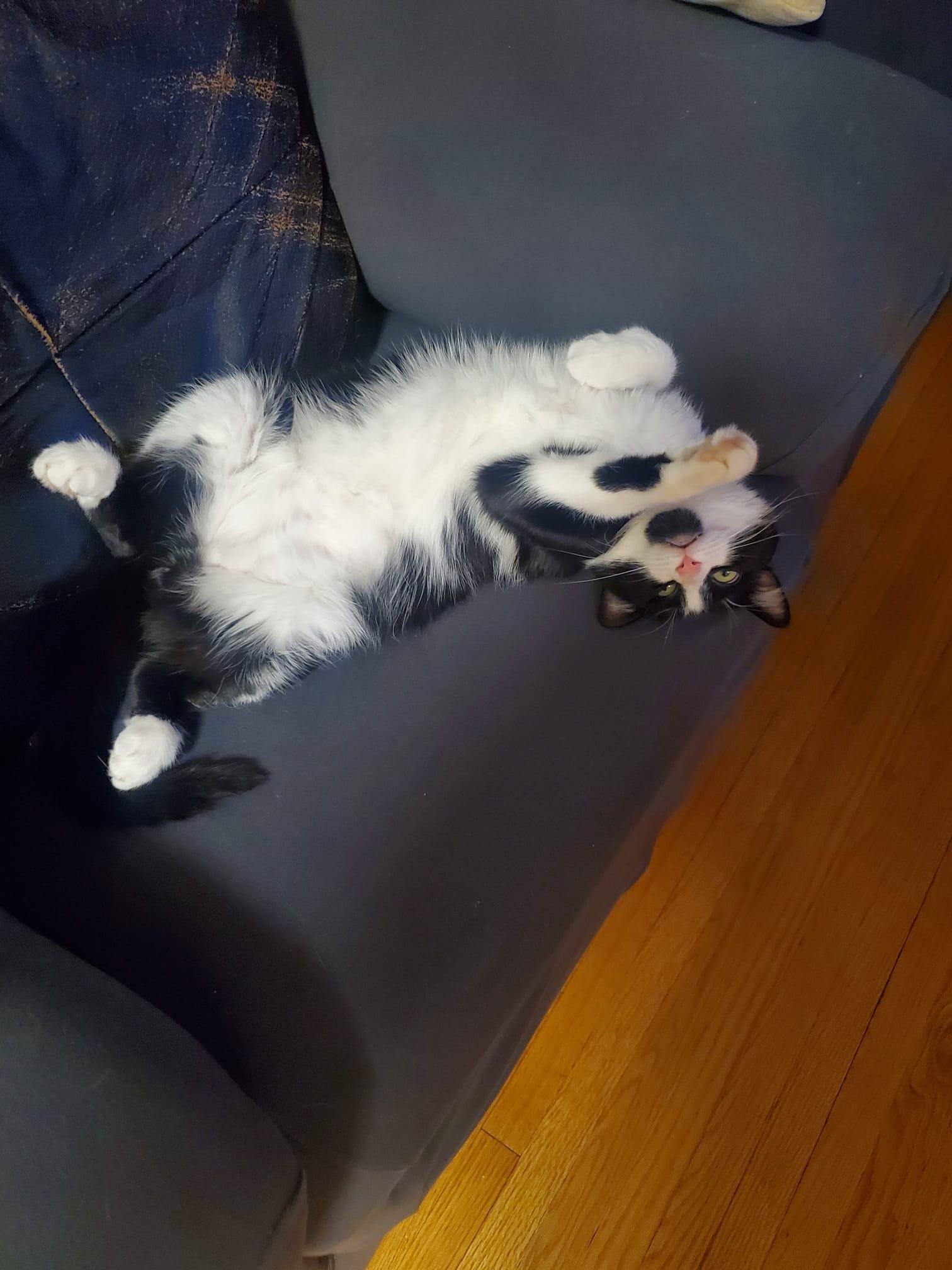 Enlarge Meow Mix, a ADOPTABLE Domestic Short Hair in Toronto, ON image 1/6