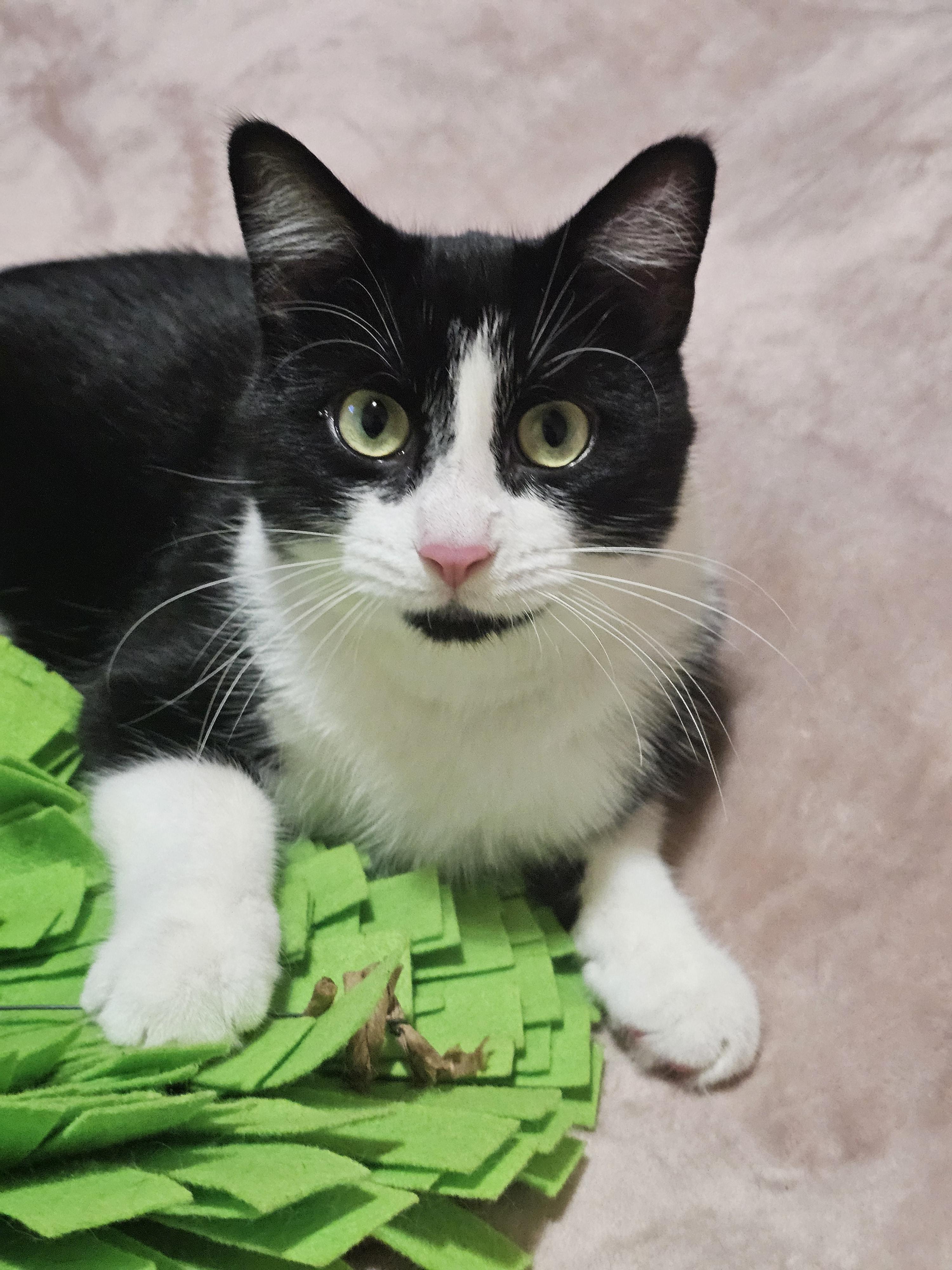 Enlarge Meow Mix, a ADOPTABLE Domestic Short Hair in Toronto, ON image 2/6