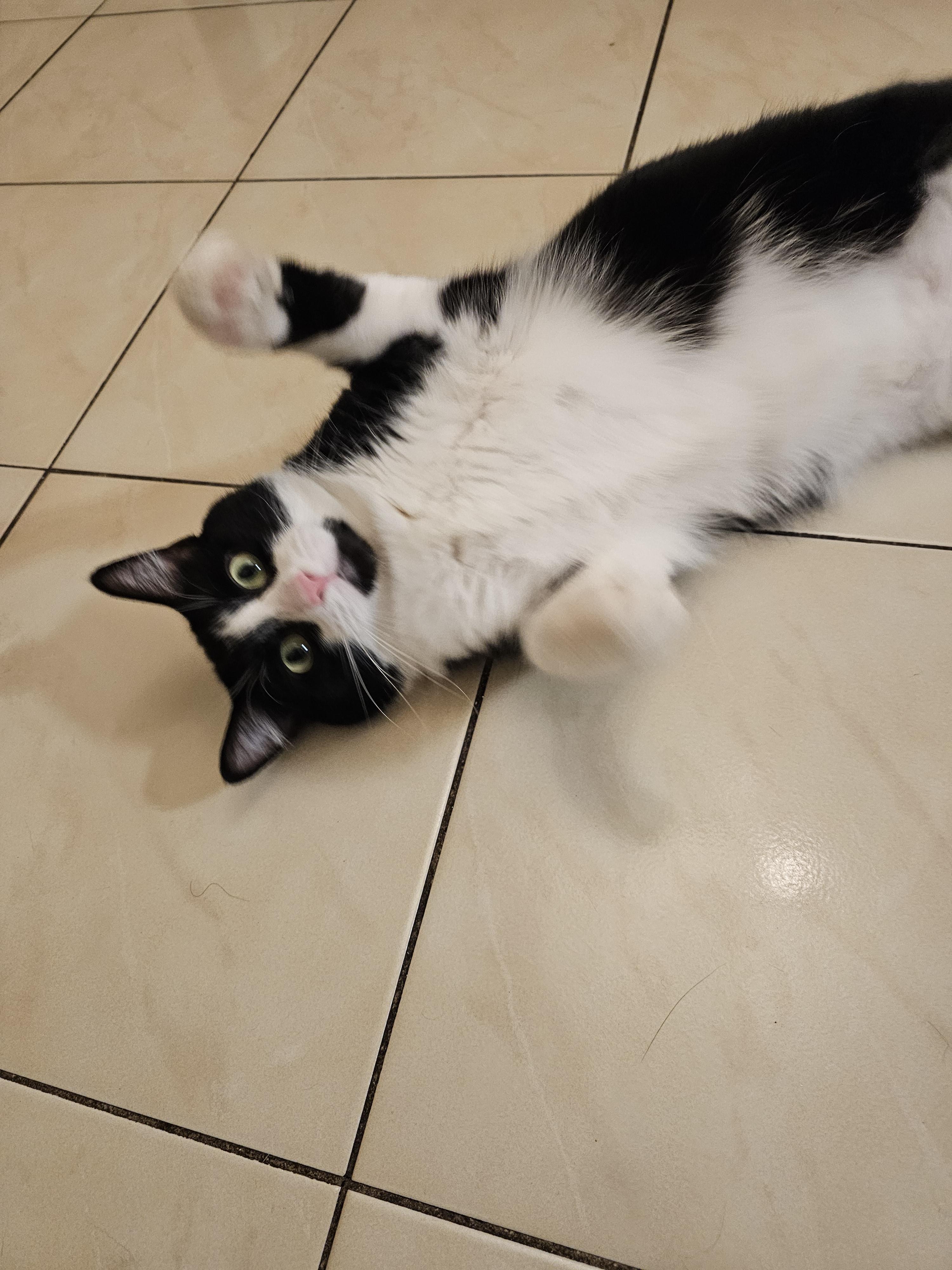 Meow Mix — thumbnail 6