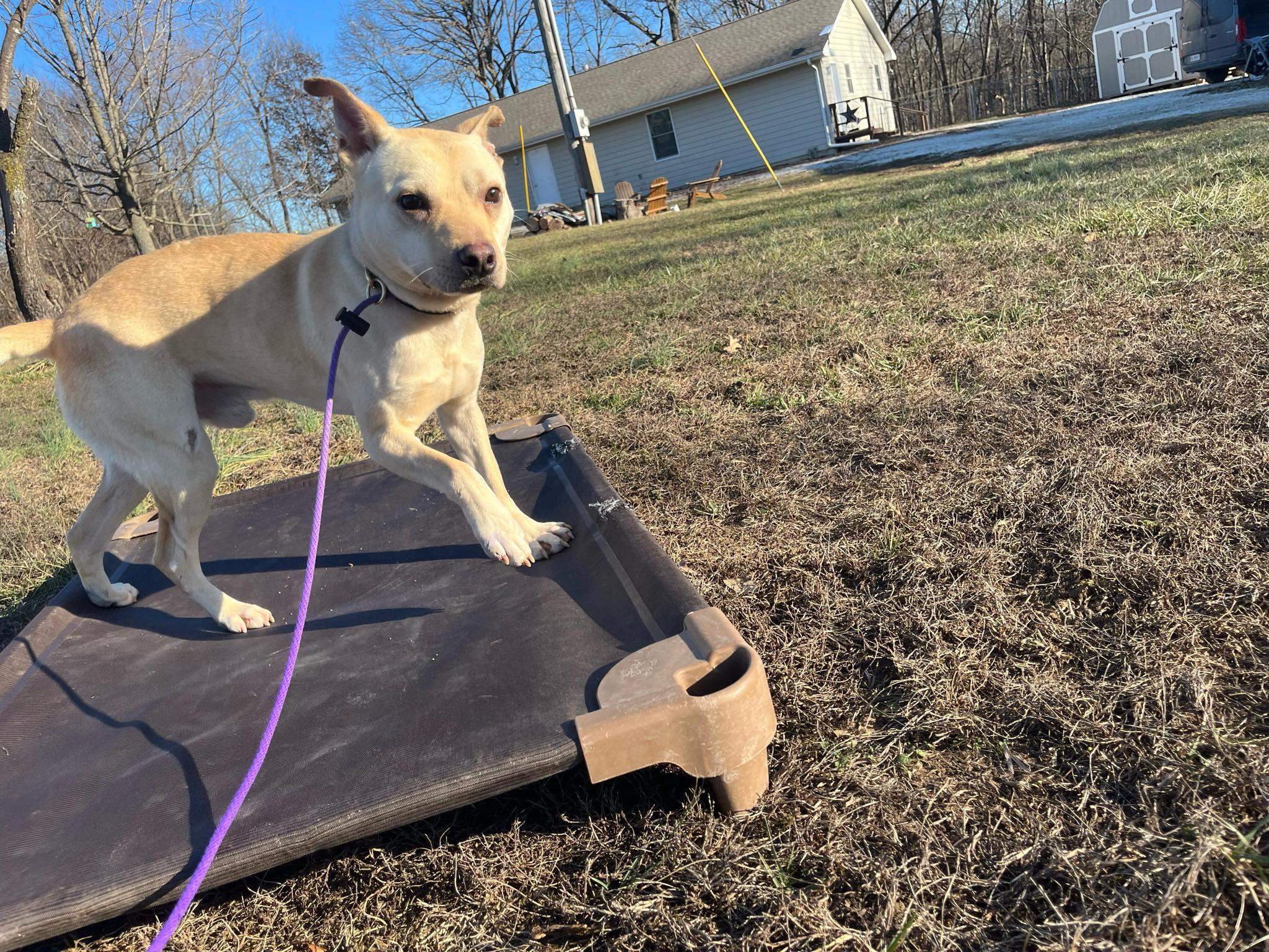 Enlarge Paco, a ADOPTABLE Mixed Breed in O Fallon, IL image 1/2