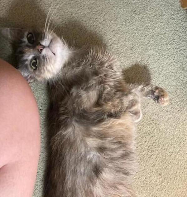 Miss Puff, Adoptable, Adult Female Domestic Short Hair.