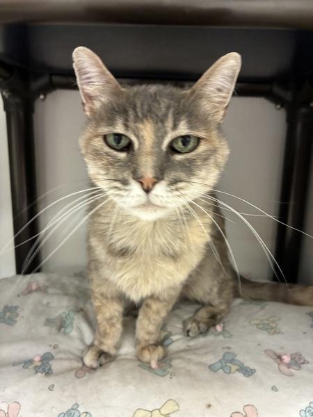 Miss Puff, a Adoptable mixed breed in Salt Lake City, UT image 1/5