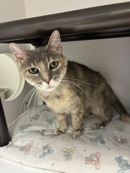 Miss Puff, a Adoptable mixed breed in Salt Lake City, UT image 2/5