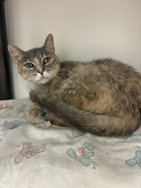 Miss Puff, a Adoptable mixed breed in Salt Lake City, UT image 4/5