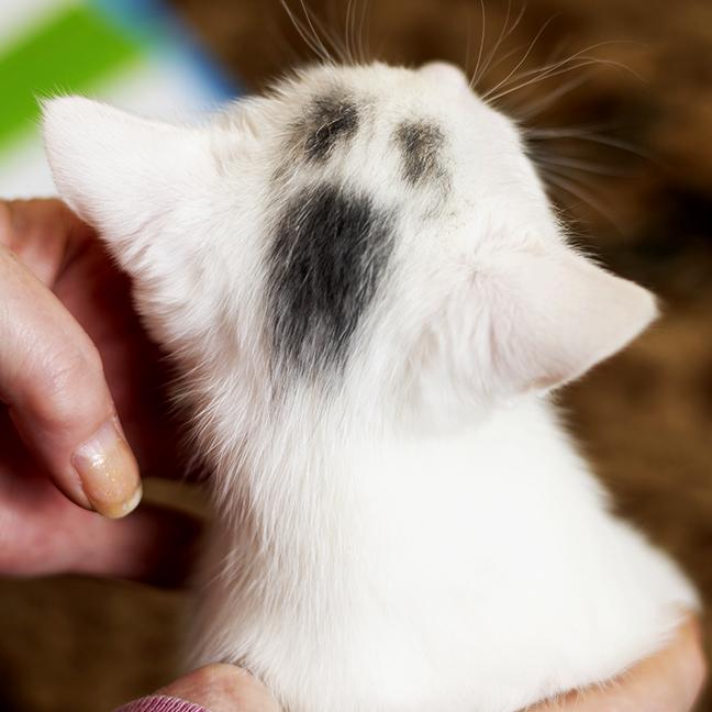 Enlarge Scream, a ADOPTABLE Domestic Short Hair in Chicago, IL image 2/3