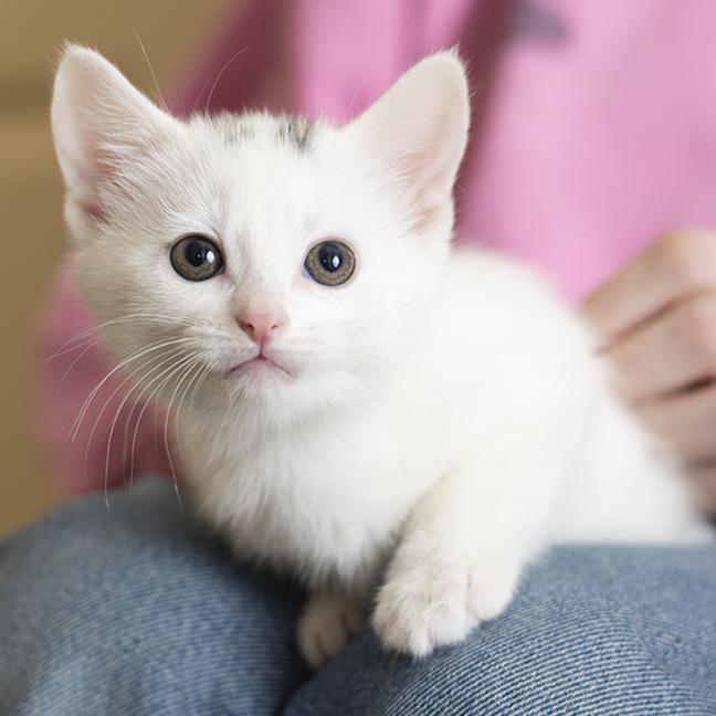Enlarge Scream, a ADOPTABLE Domestic Short Hair in Chicago, IL image 1/3