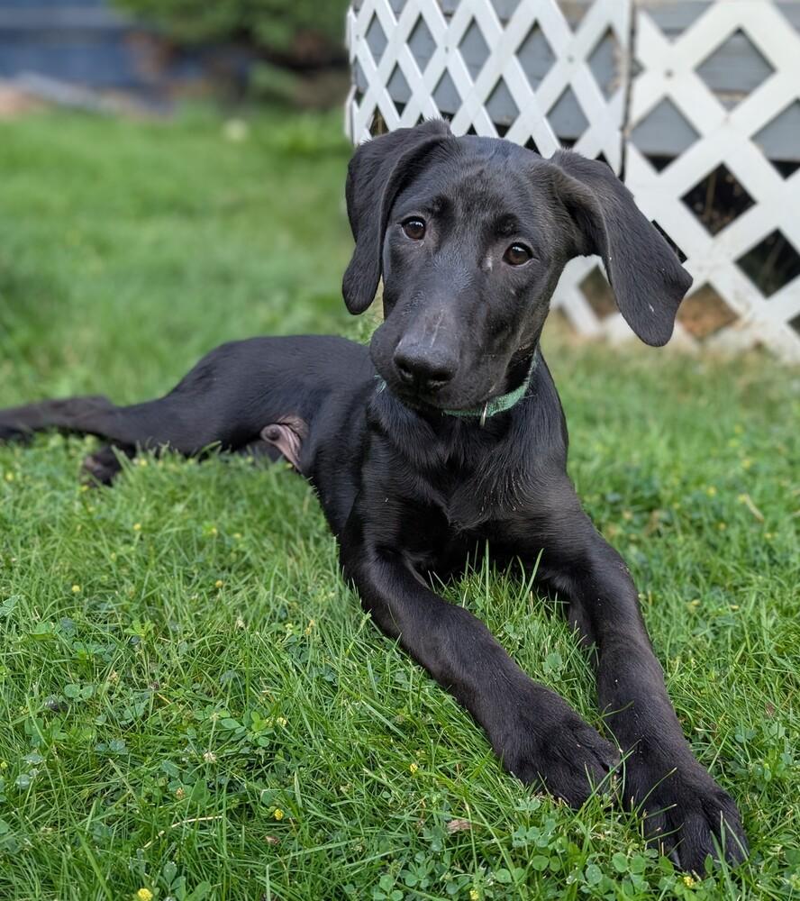 Toothless, Adoptable, Puppy Male Weimaraner & German Shepherd Dog.