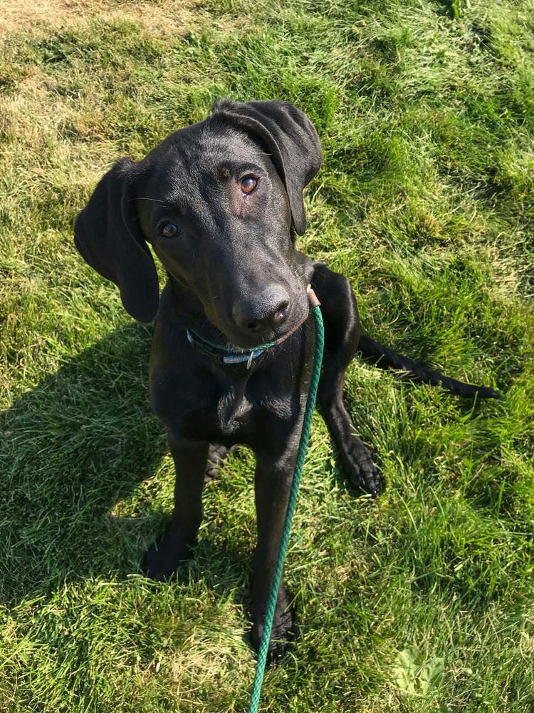 Toothless, a Adoptable mixed breed in Spokane, WA image 2/6