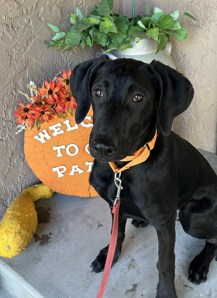 Toothless, a Adoptable mixed breed in Spokane, WA image 3/6