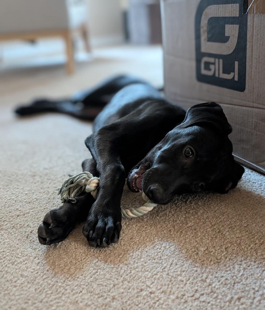 Toothless, a Adoptable mixed breed in Spokane, WA image 4/6