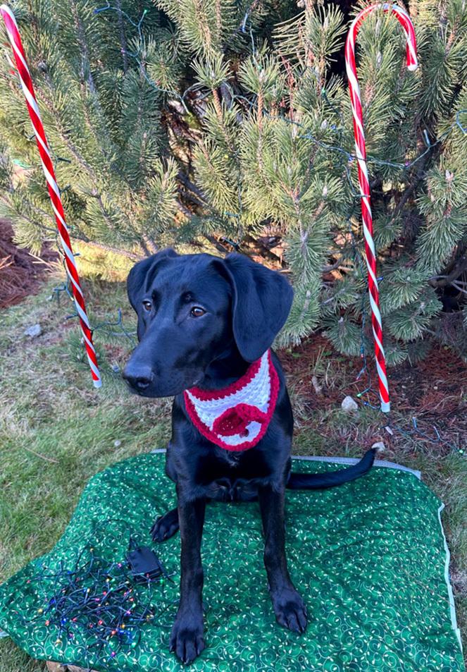 Toothless, a Adoptable mixed breed in Spokane, WA image 5/6