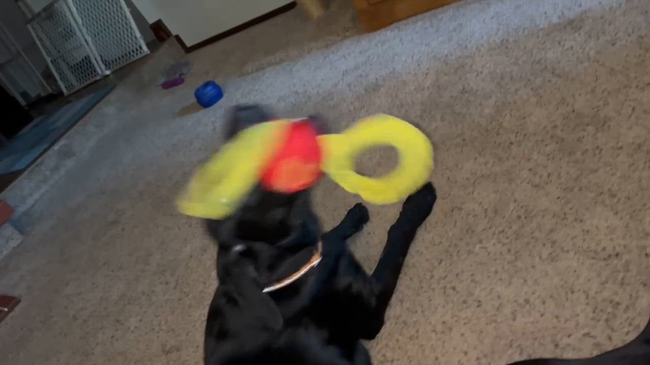 Enlarge Toothless, a Adoptable mixed breed in Spokane, WA video 6/6