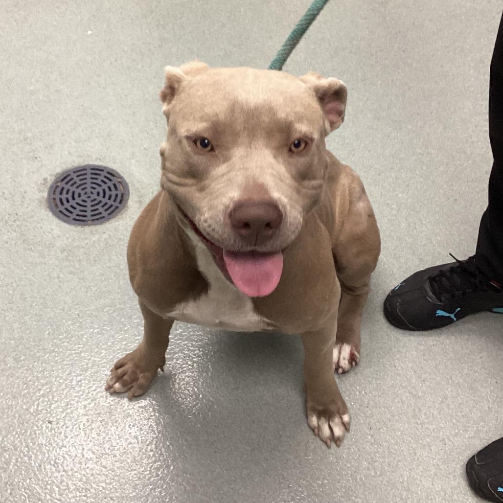 Enlarge Candy, a Adoptable American Staffordshire Terrier in Abilene, TX image 1/3