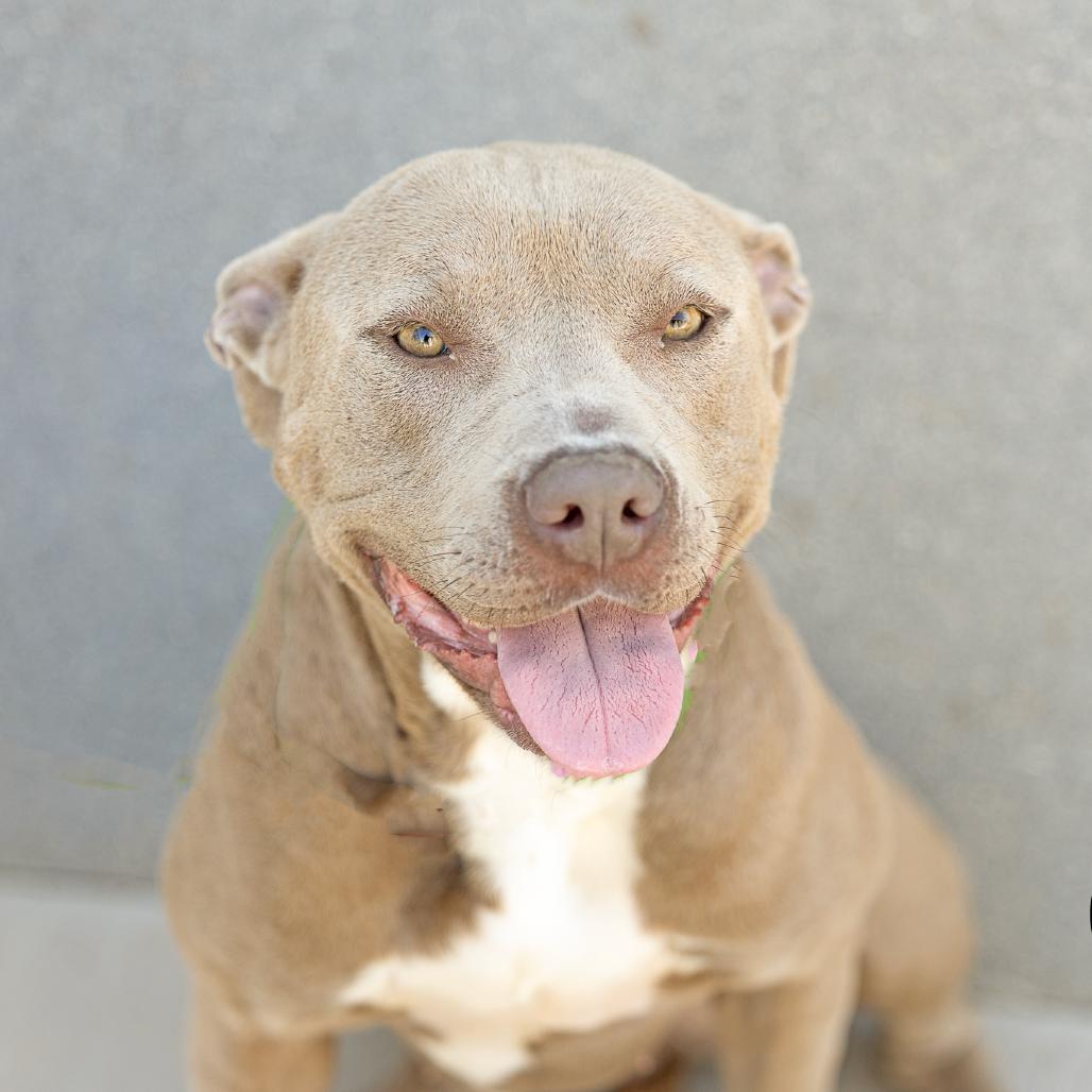 Enlarge Candy, a Adoptable American Staffordshire Terrier in Abilene, TX image 2/3