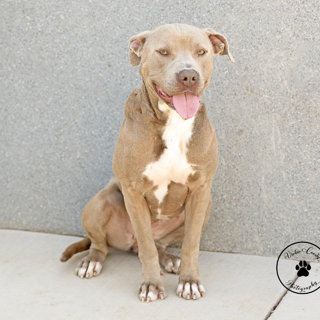 Enlarge Candy, a Adoptable American Staffordshire Terrier in Abilene, TX image 3/3