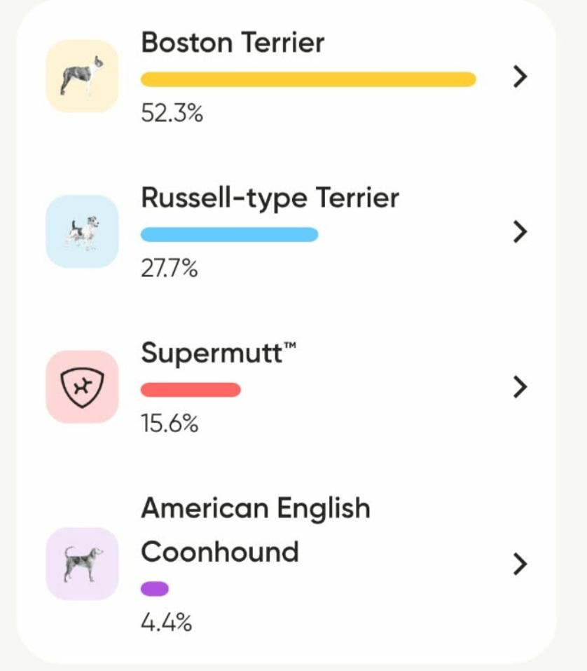 Enlarge Boston Jack Russell mix puppies, a ADOPTABLE mixed breed in Middlebury, IN image 1/1