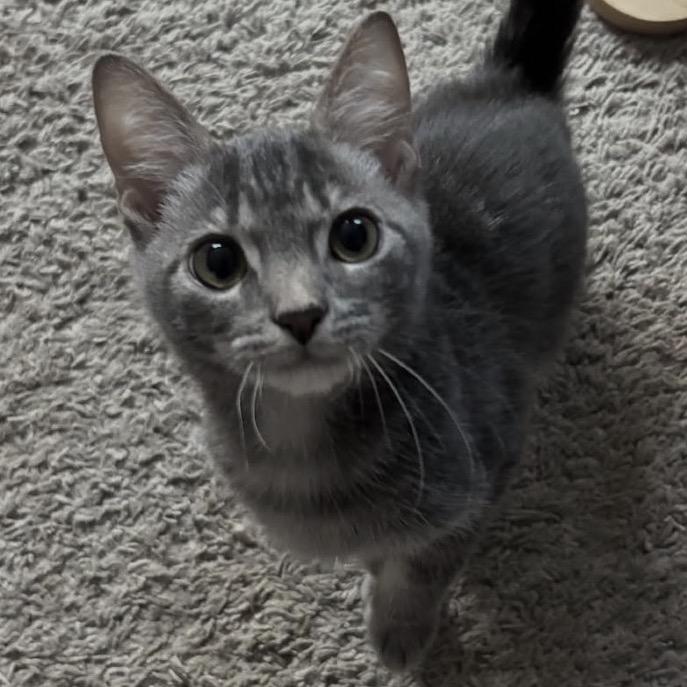 Monty, Adoptable, Kitten Male Domestic Short Hair & Domestic Short Hair.