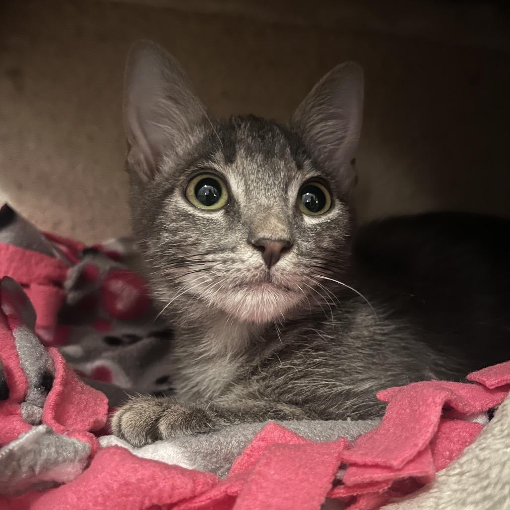 Enlarge Monty, a Adoptable mixed breed in Escondido, CA image 2/6