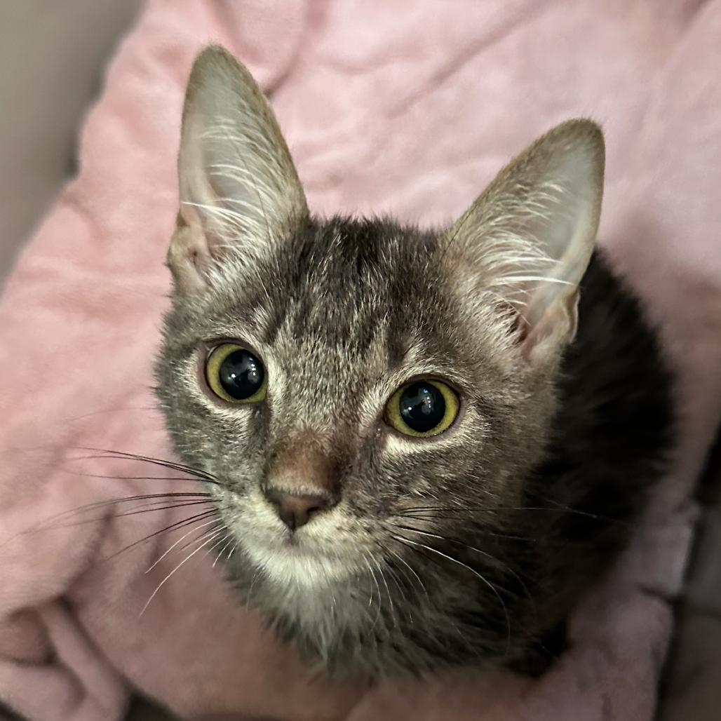 Enlarge Monty, a Adoptable mixed breed in Escondido, CA image 3/6