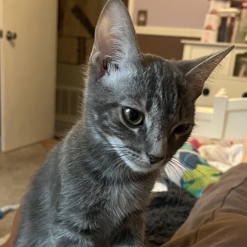 Enlarge Monty, a Adoptable mixed breed in Escondido, CA image 4/6