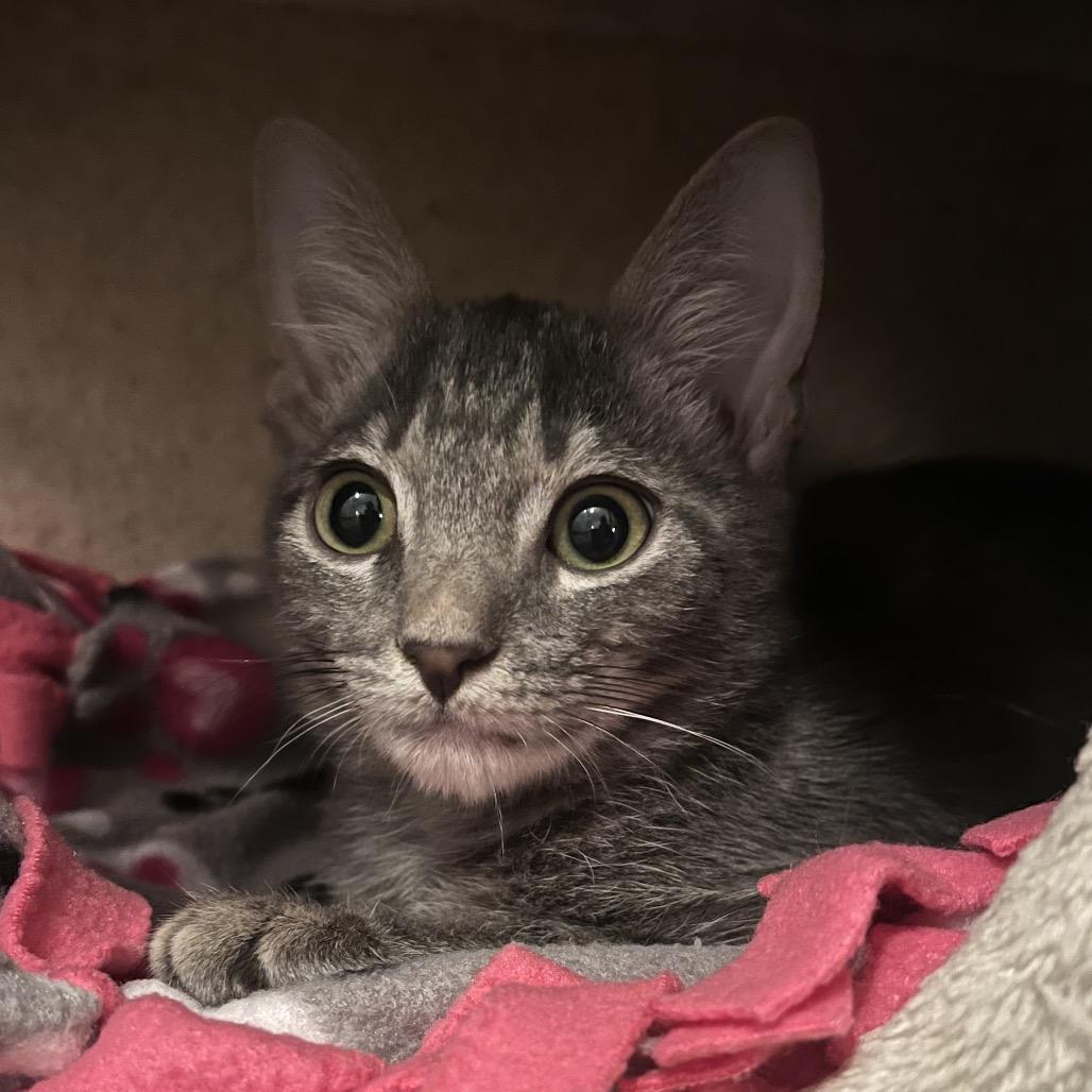 Enlarge Monty, a Adoptable mixed breed in Escondido, CA image 5/6