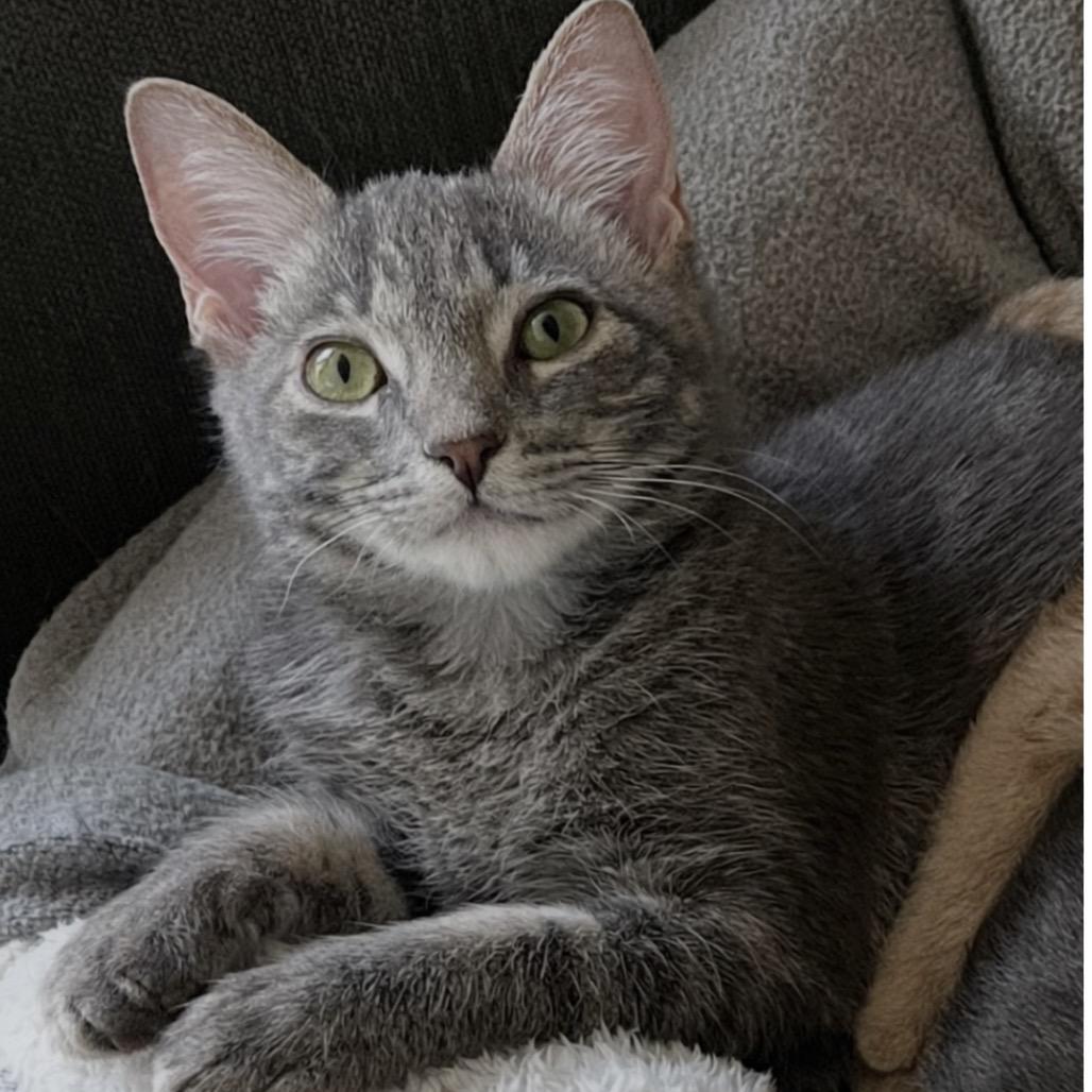 Enlarge Monty, a Adoptable mixed breed in Escondido, CA image 6/6