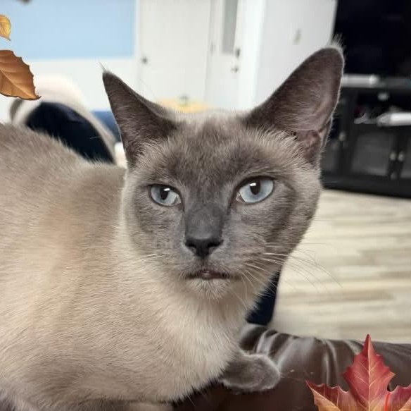 Cheryl - Blue Eyes, Adoptable, Young Female Siamese.