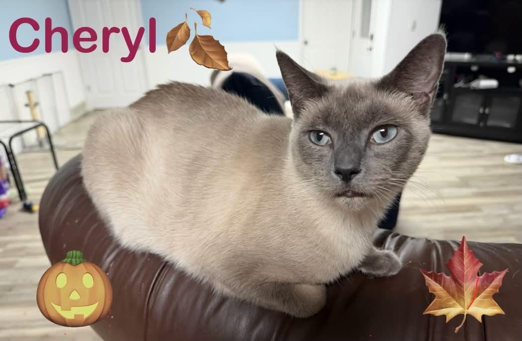Enlarge Cheryl - Blue Eyes, a Adoptable Siamese in Livonia, MI image 2/4