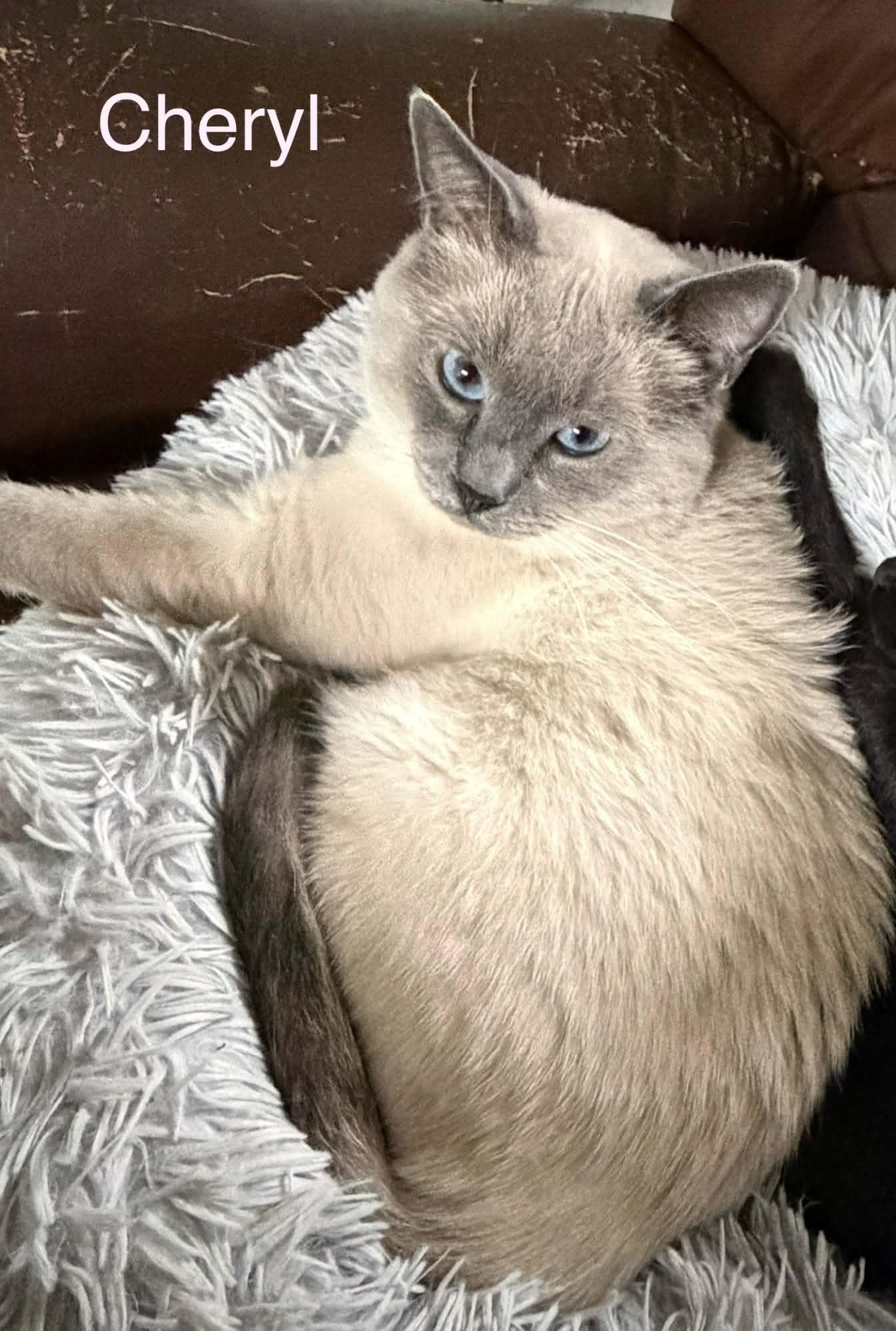 Enlarge Cheryl - Blue Eyes, a Adoptable Siamese in Livonia, MI image 3/4
