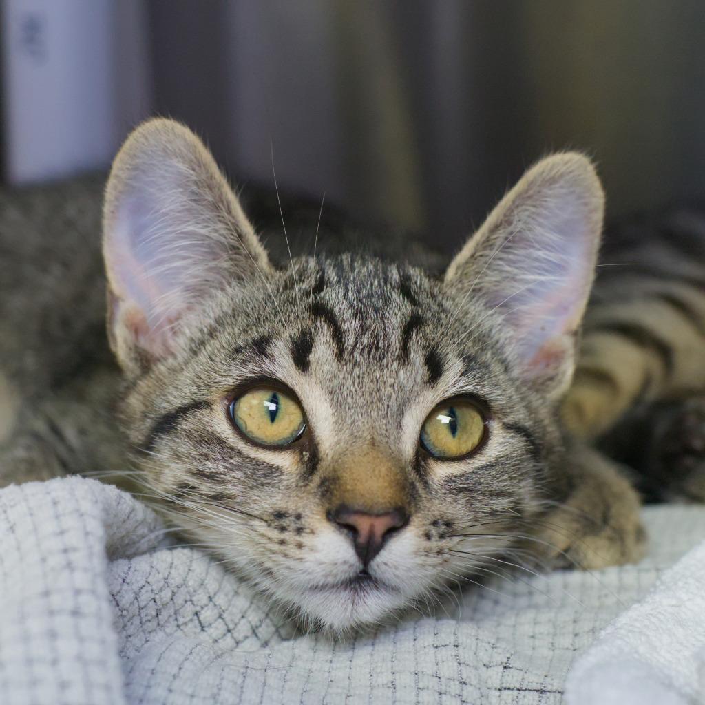 Enlarge Dashi, a Adoptable mixed breed in Shoreline, WA image 1/2