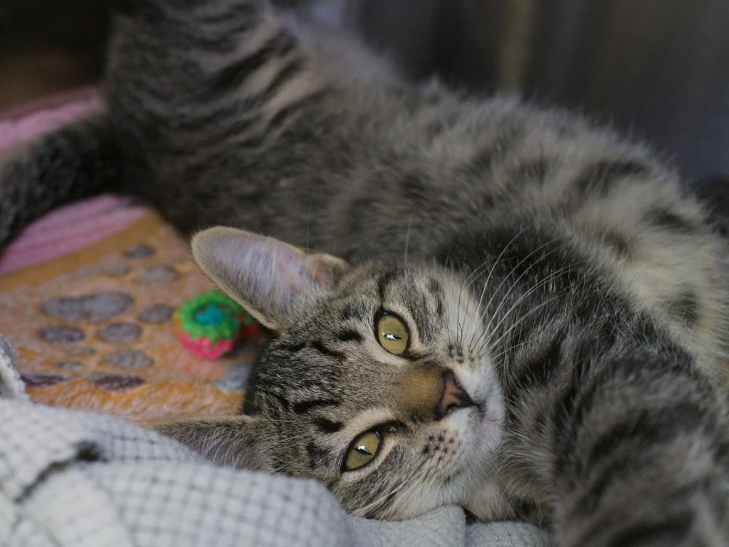 Enlarge Dashi, a Adoptable mixed breed in Shoreline, WA image 2/2
