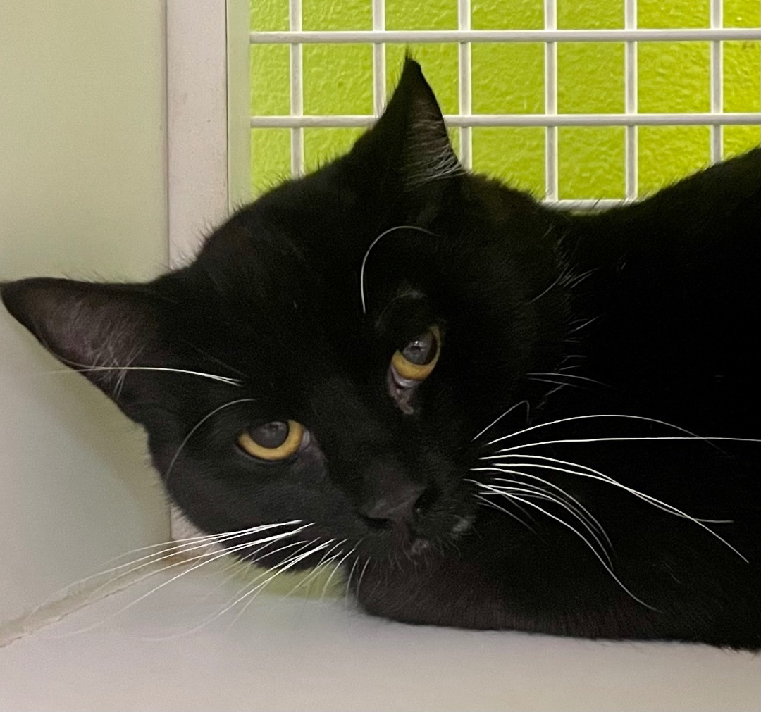 Enlarge Charm, a Adoptable mixed breed in Vallejo, CA image 1/1