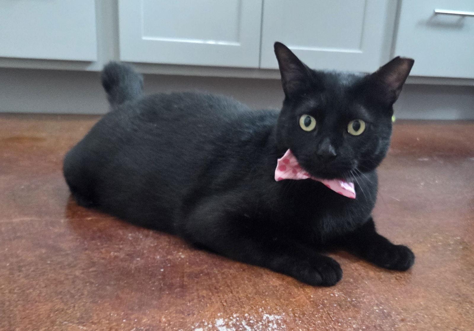 Podo, Adoptable, Adult Male American Bobtail & Domestic Short Hair.