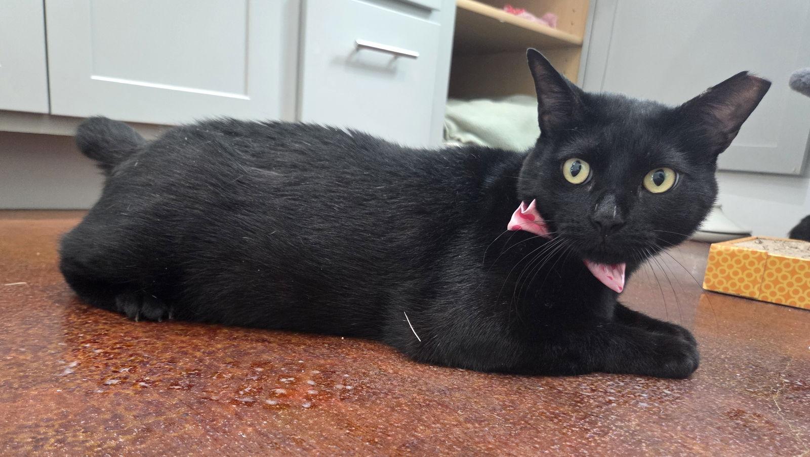 Podo, a Adoptable mixed breed in Magnolia Springs, AL image 2/3