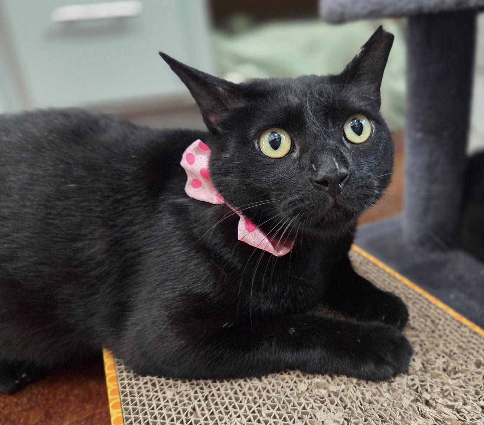 Podo, a Adoptable mixed breed in Magnolia Springs, AL image 3/3