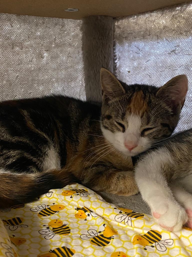 Catillac, Adoptable, Young Female Domestic Short Hair.