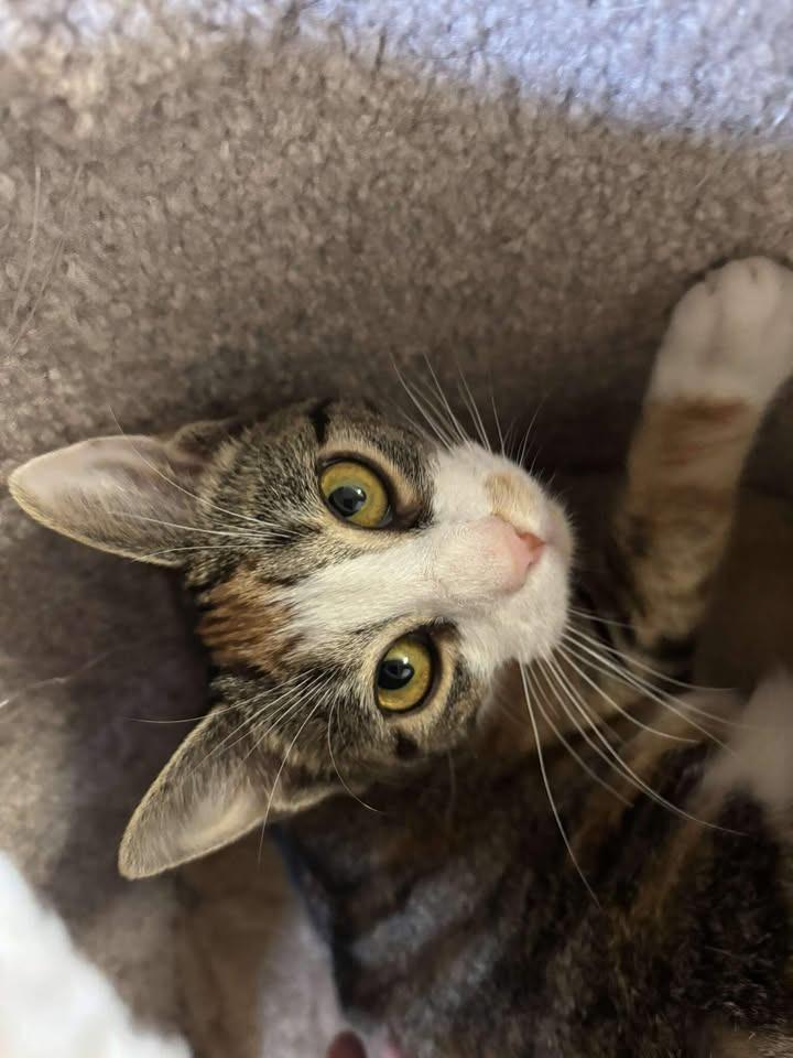 Enlarge Catillac, a Adoptable mixed breed in Waverly, NY image 2/6