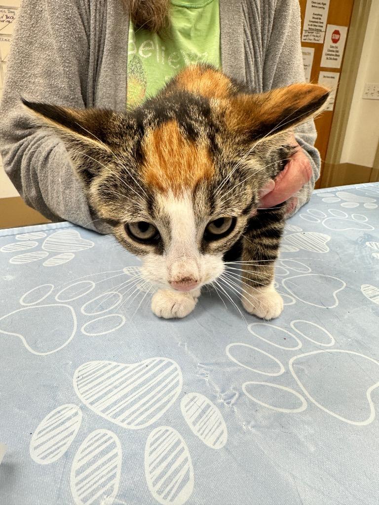 Enlarge Catillac, a Adoptable mixed breed in Waverly, NY image 3/6