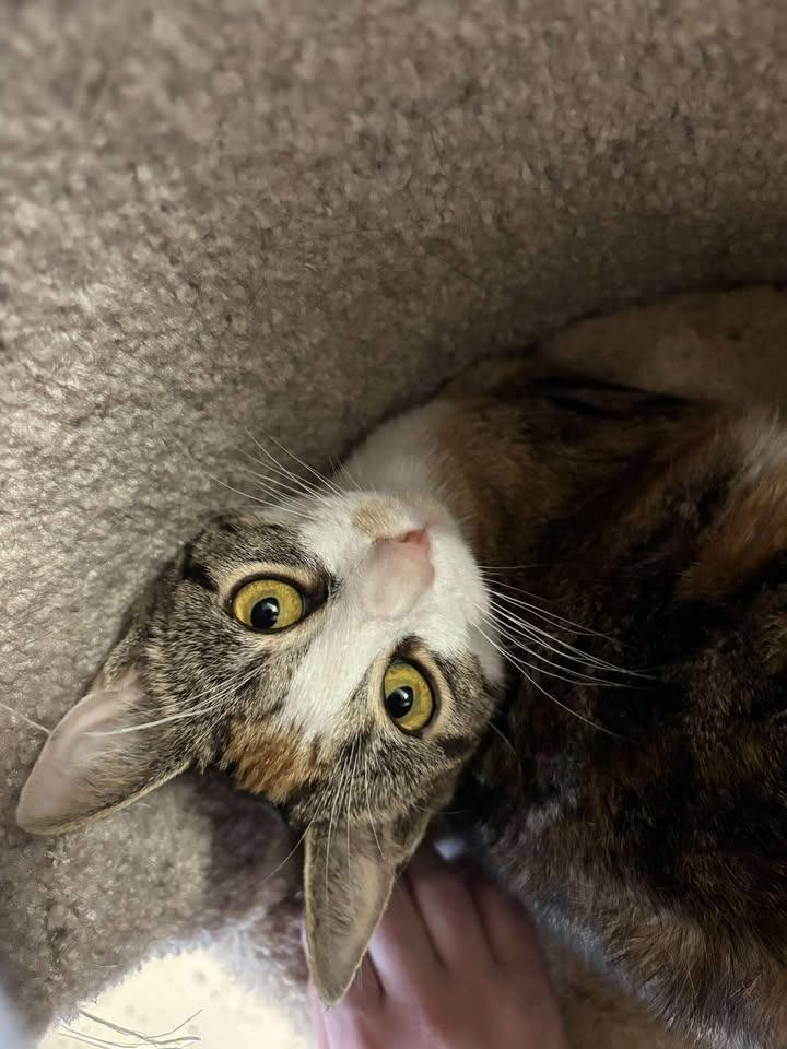 Enlarge Catillac, a Adoptable mixed breed in Waverly, NY image 5/6