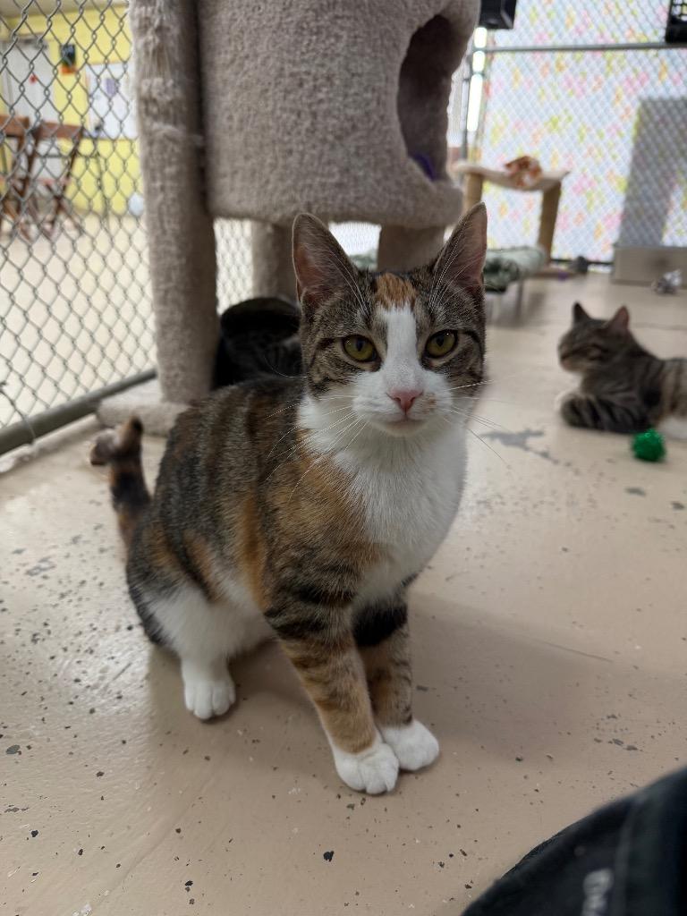 Enlarge Catillac, a Adoptable mixed breed in Waverly, NY image 5/6